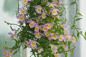 美花石斛