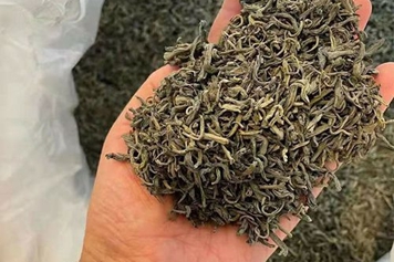 石花茶