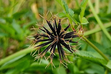 水尖草
