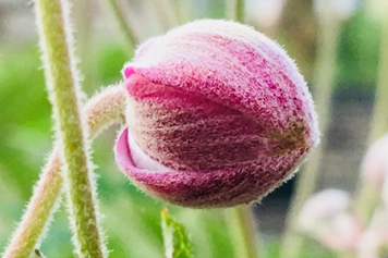 水棉花