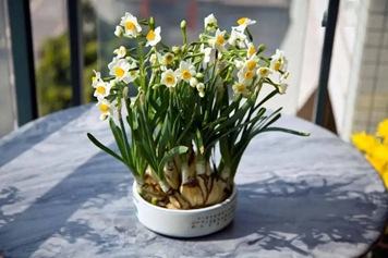 水仙花