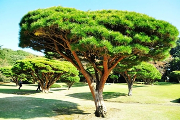 松柏树