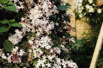 素兴花