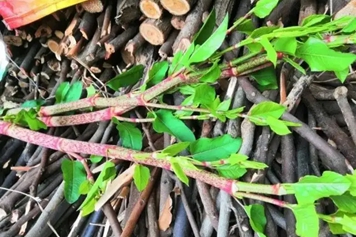 酸杆子根