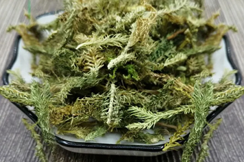 酸筋草
