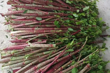 酸汤杆根熬水喝