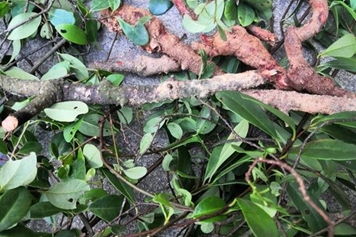 酸藤子根