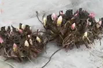 山芍药根