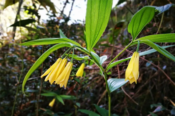 少花万寿竹