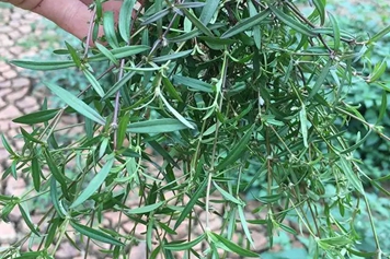 蛇前草