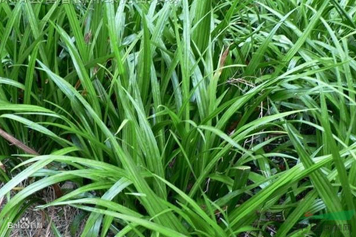 蛇尾草