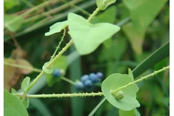 蛇牙草