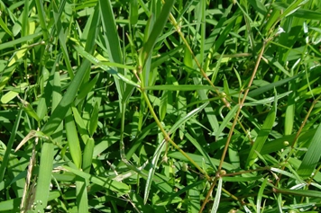 蛇针草