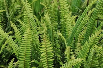 肾蕨草