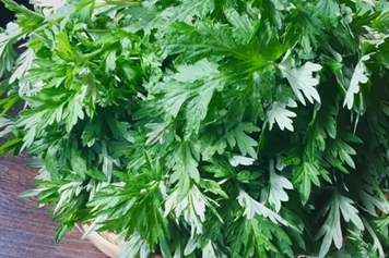 生艾草