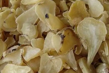 生白附子