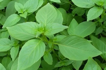 生荆芥