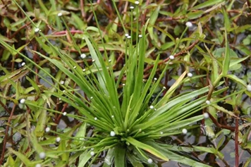 生精草