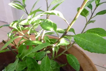 生命草