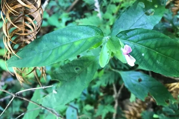 狮子草