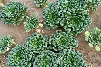 太古菜