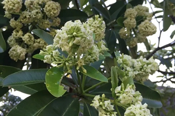 糖胶树