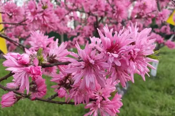 菊花桃