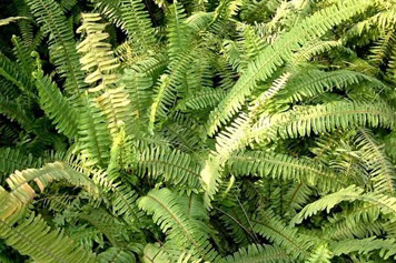 梳子草