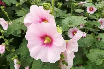 药蜀葵