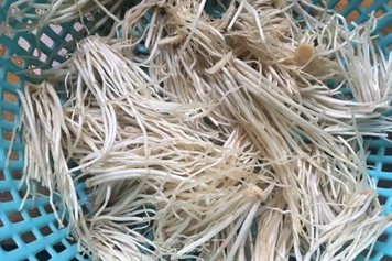 青蒜根须