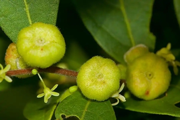 算盘子
