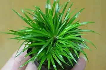 随手香