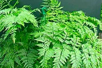 碎骨草