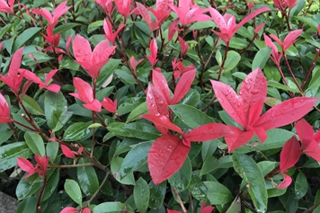 石楠