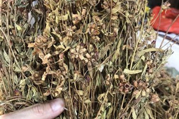 天香炉草药