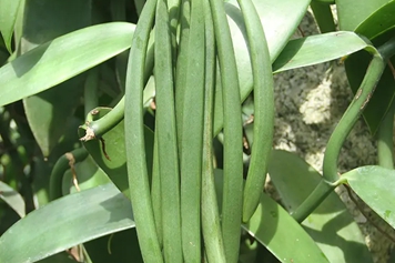 香荚兰豆
