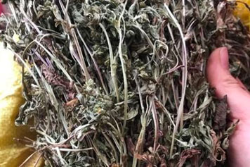 五皮风草药