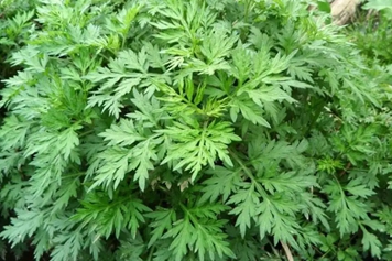 五月艾草