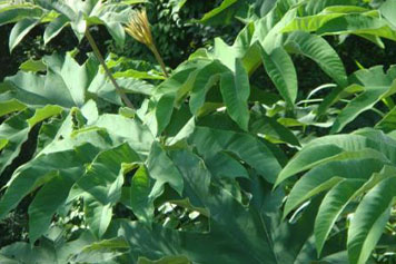 通脱木