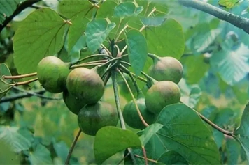 桐树果