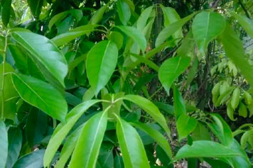 甜茶树