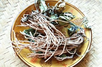苕叶细辛
