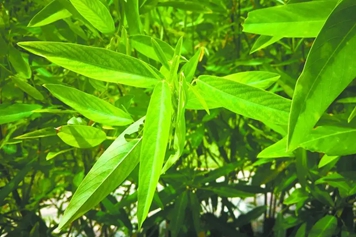 跳舞草
