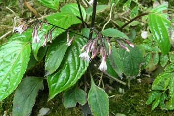 铁打杵草药