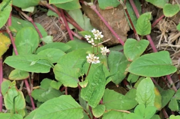 夏枯草火炭母