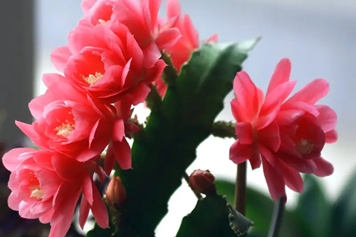 仙人剑花