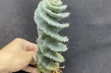 仙人掌根