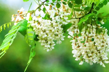 新鲜槐花