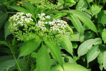 鲜接骨草煮水