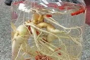 西洋参酒